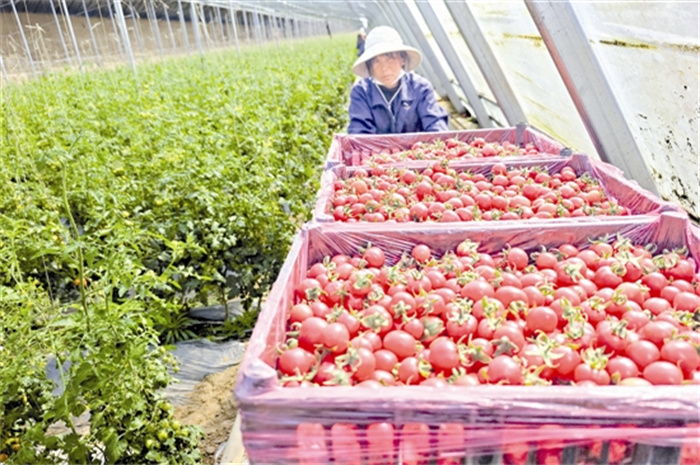 shir5413_b.jpg shir5413_b.jpg